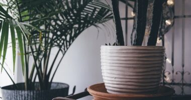 indoor plants online